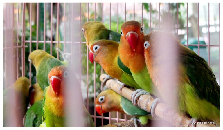 Hong Kong - Bird Market 1