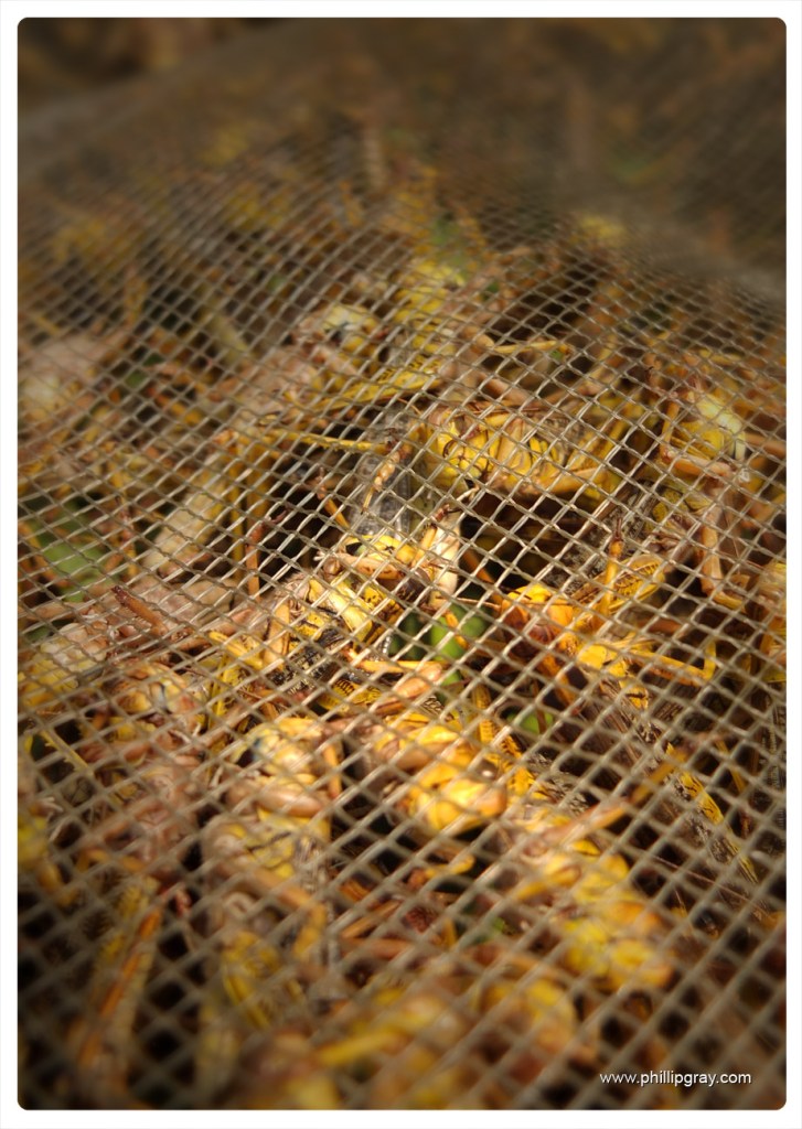 Hong Kong - Bird Market 3