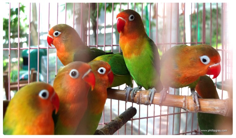 Hong Kong - Bird Market 4