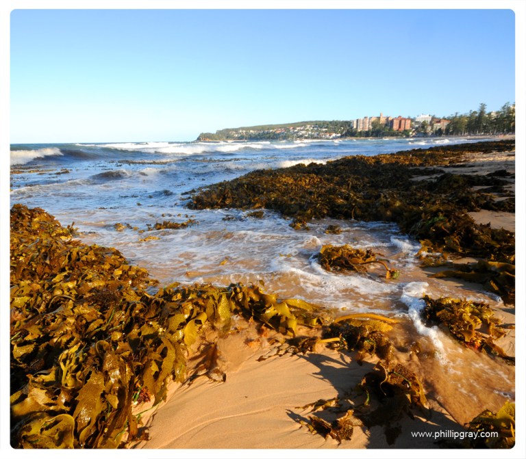 Sydney-Manly Seaweed1