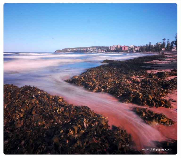 Sydney-Manly Seaweed3