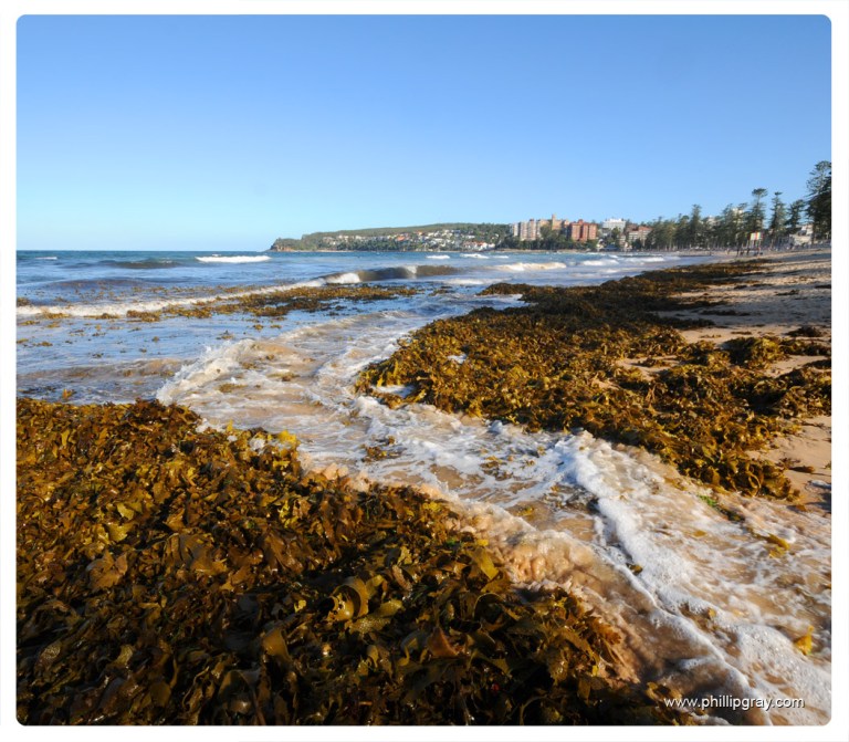 Sydney-Manly Seaweed5