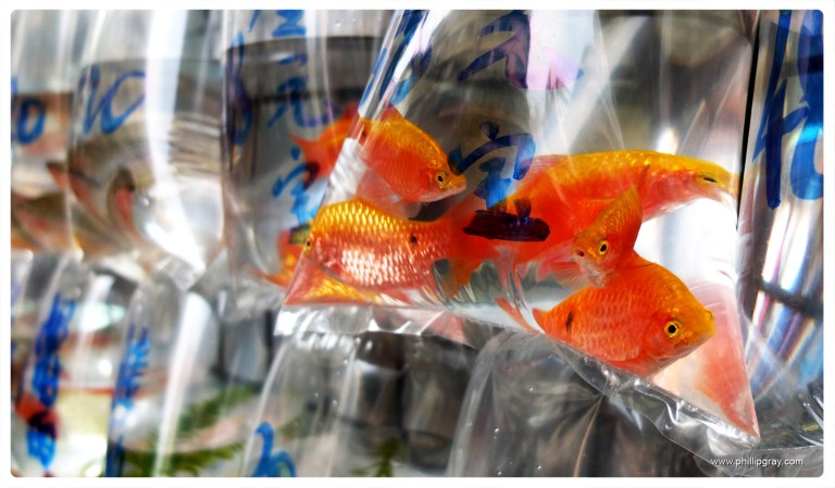 Hong Kong - Fish 1