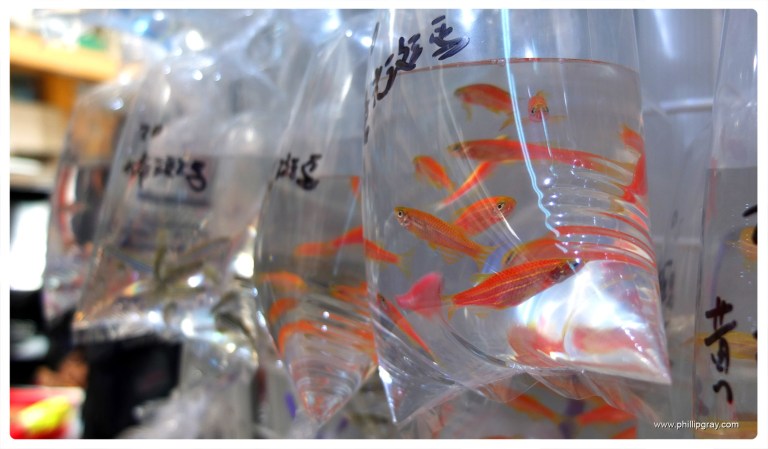 Hong Kong - Fish 5