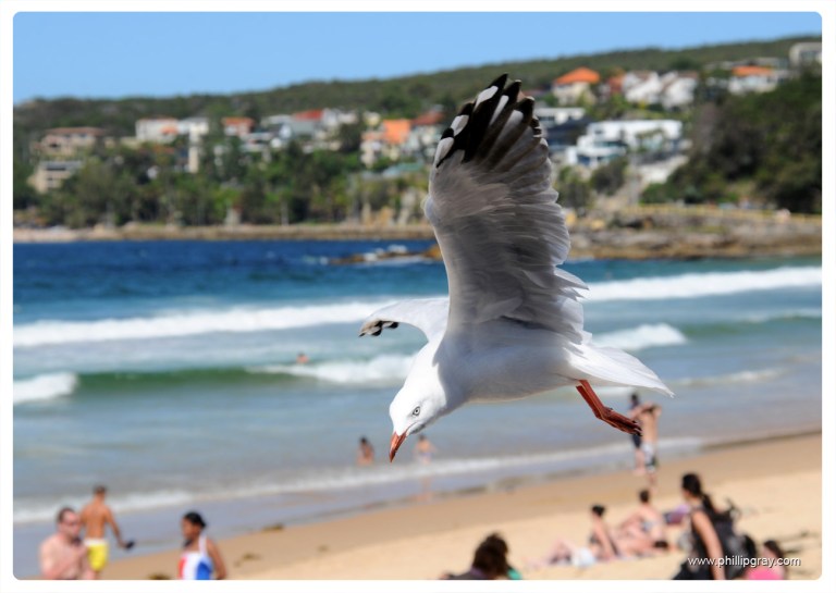 Sydney - Manly Seagull1