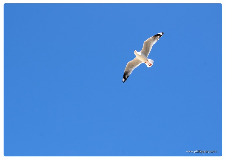 Sydney - Manly Seagull2