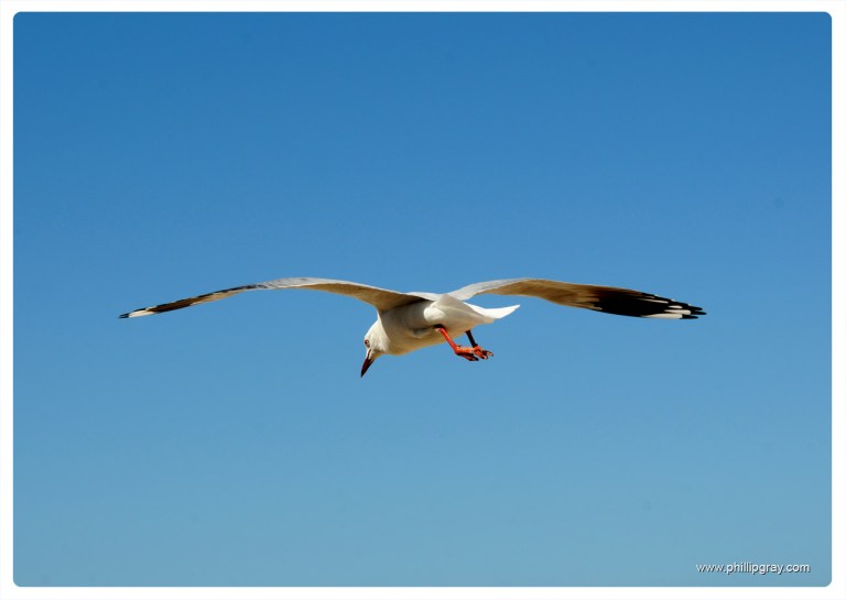 Sydney - Manly Seagull3