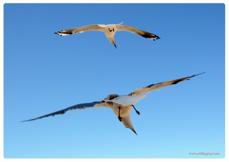 Sydney - Manly Seagull4