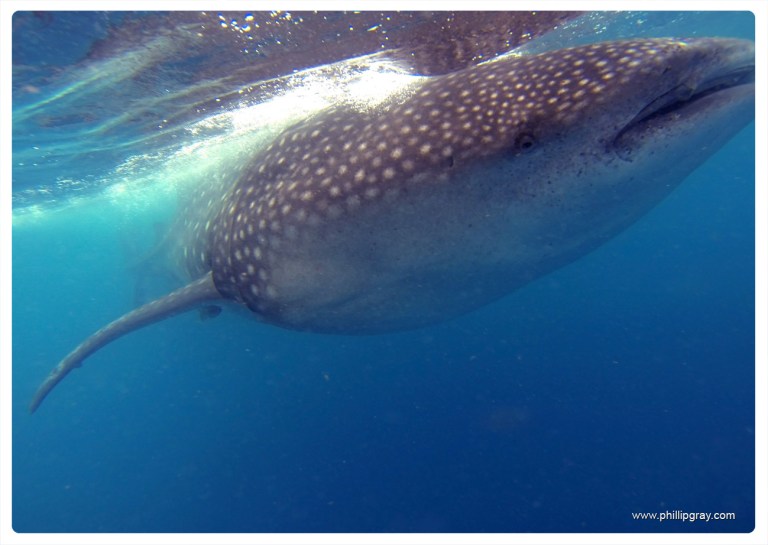 Mexico - Isla Mujures 37