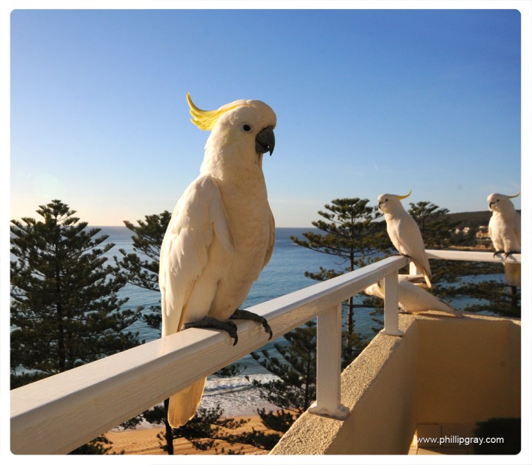 Sydney - Manly Cockatoos1