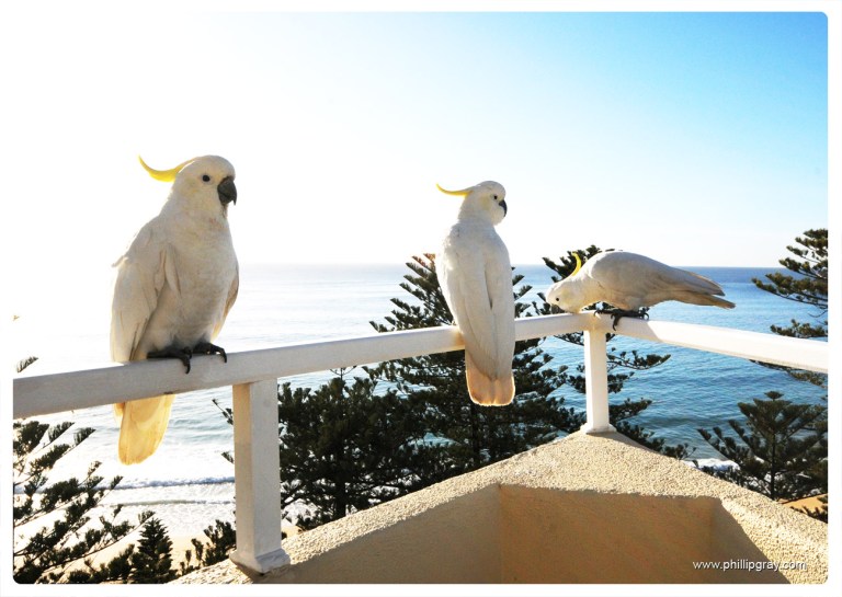 Sydney - Manly Cockatoos3