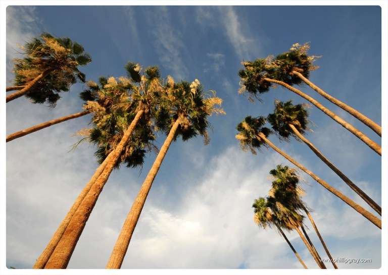 USA - CA - Palm Springs 10