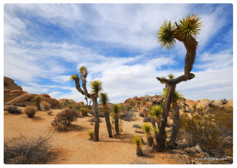 USA - CA - Joshua Tree NP 1