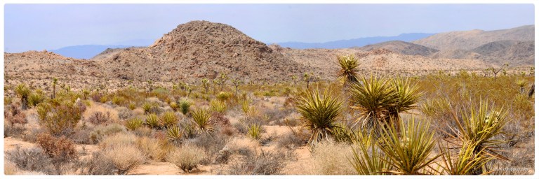 USA - CA - Joshua Tree NP 10