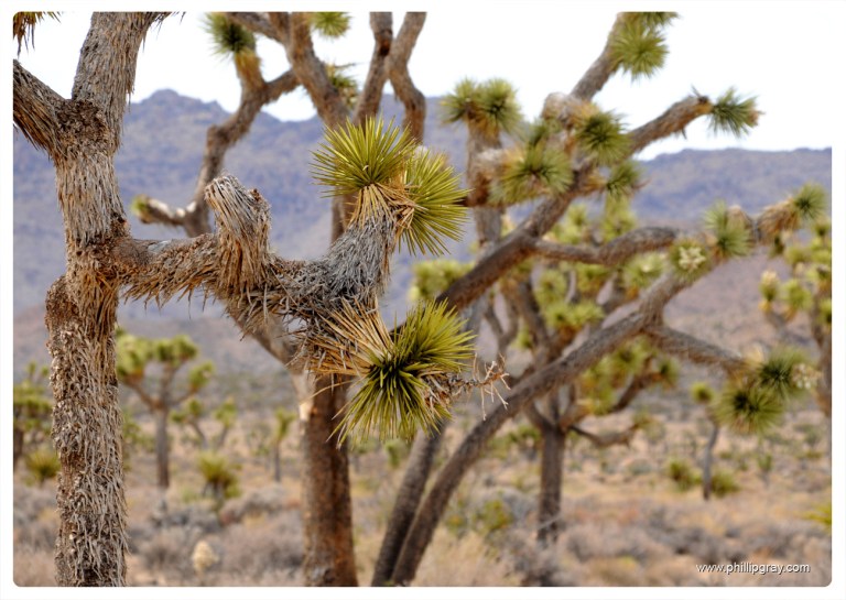 USA - CA - Joshua Tree NP 5